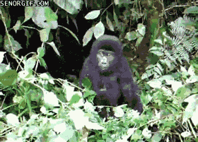 Baby GIF. Baby Gifs Aanbiddelijk Zwart en wit 