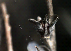 Baby GIF. Dieren Schattig Baby Kat Omhelzing Gifs Youtube Slaap Katje Fotoset Et Schattige dier 