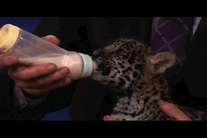 Baby GIF. Grappig Film The incredibles Baby Brand Gifs Scifi Schrik Boosheid Superheld Ver 