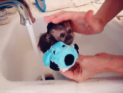 Baby GIF. Dieren Liefde Schattig Natuur Water Baby Gifs  Leven Dier Mooi Zoet Schoonheid Kind 