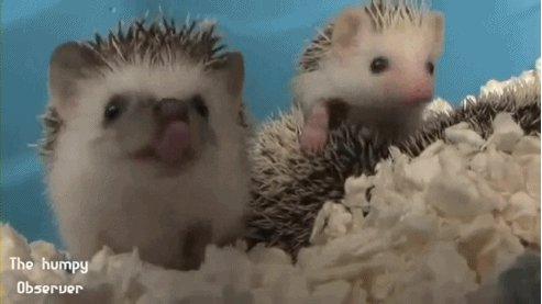 Baby Tv Kus Gifs reactie haat zuigeling 