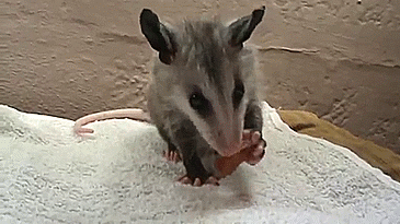 Dieren Baby Leeuw Gifs partij zo hongerig hes slechts een kleine zebra leeuw probeert bab 