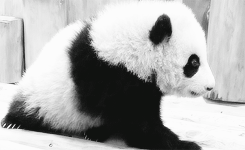 Baby GIF. Puppy Baby Gifs Dit is zo leuk ik kon kotsen Desty Scissorsafely Lol ik haat niet wetend w 