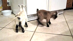Baby GIF. Baby Gifs Buit Thats0jack Thatsojack 