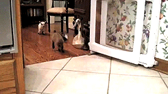 Baby GIF. Baby Star trek Gifs  Zoet Star trek into darkness Jim kirk Captain kirk James kirk Idst 