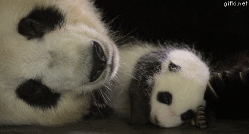 Dieren Panda Baby Gifs dragen 