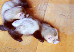 Baby GIF. Baby Gifs Gelukkige verjaardag Freecocaine Ava gardner 