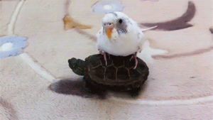 Baby GIF. Liefde Baby Gifs Gif Perfect &eacute;&eacute;n richting Harry stijlen 1d &eacute;&eacute 