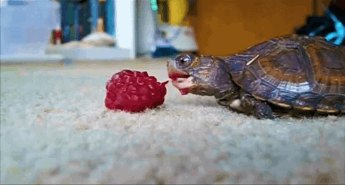 Meisje Baby Gifs reactiongifs stem schattige 