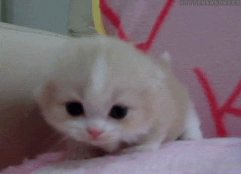 Disney Film Baby Verwarde Gifs 