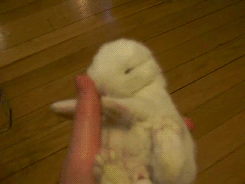 Baby GIF. Baby Gifs Aanbiddelijk Zwart en wit 
