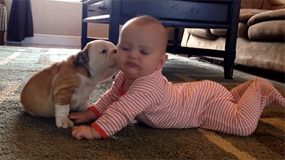 Dieren Baby Leeuw Gifs partij zo hongerig hes slechts een kleine zebra leeuw probeert bab 