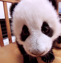 Baby GIF. Baby Gifs Gelukkige verjaardag Freecocaine Ava gardner 