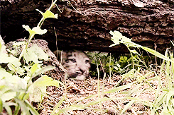 Baby GIF. Dieren Leeuwen Afrika Natuur Wild Baby Giraffe Gifs Dier Baby&amp;#39;s Kalf 