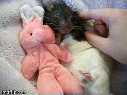Honden GIF. Dieren Eten Soep Schattig Puppy Baby Ziek Gifs Hond Nom Hongerig Aww Voeden Het eten Voede 