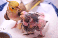 Baby GIF. Baby Gifs Gelukkige verjaardag Freecocaine Ava gardner 