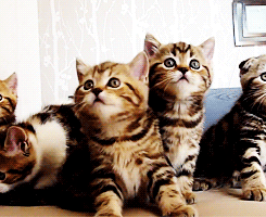 Baby GIF. Baby Gifs Periode Vandaag Blackpeoplegifs 