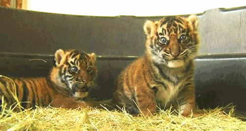 Dieren Olifant Baby Gifs schoen 