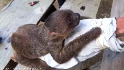 Baby GIF. Dieren Nachtmerrie Schattig Baby Kat Omhelzing Gifs Youtube S Slaap Katje Fotoset Et 