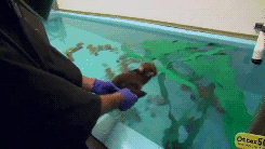 Baby GIF. Baby Pa Gifs Reactie  Meme Reddit Aww Imgur Ouderschap Ouders Geanimeerde s Reactie s 