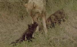 Baby GIF. Baby Gifs Vreemd Baby&amp;#39;s Dansen baby&amp;#39;s 
