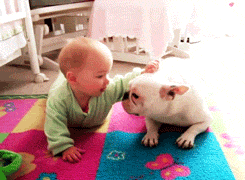 Baby GIF. Puppy Baby Gifs Dit is zo leuk ik kon kotsen Desty Scissorsafely Lol ik haat niet wetend w 