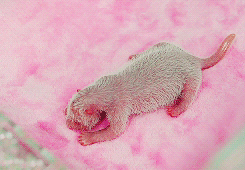 Baby GIF. Dieren Baby Gifs Hert Pudu 