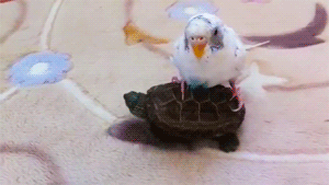 Baby GIF. Baby Gifs Gelukkige verjaardag Freecocaine Ava gardner 