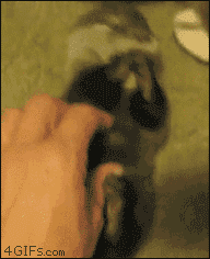 Baby GIF. Dieren Olifant Baby Gifs Romp Moeder Toss Zaagsel 