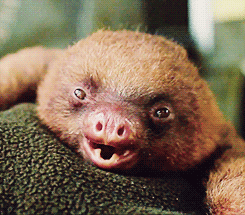 Baby GIF. Dieren Olifant Baby Gifs Prooi Stengels Vreselijk 