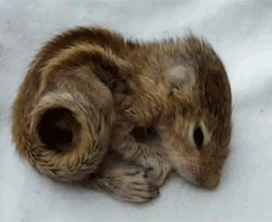 Baby GIF. Baby Eekhoorn Gifs 