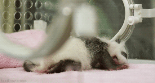 Dieren Baby Gifs zegel 