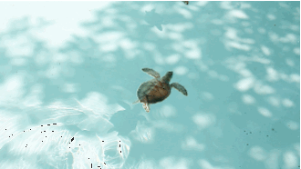 Baby Gifs vrolijkheid Cory Monteith 