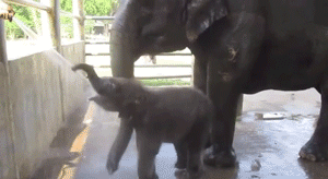 Banaan GIF. Eten en drinken Banaan Gifs 