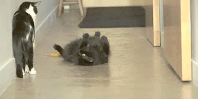 Eten en drinken Banaan Gifs mri 