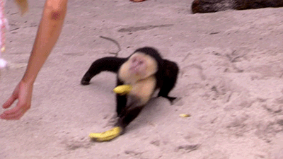 Eten en drinken Lichaam Banaan Gifs wasteds 