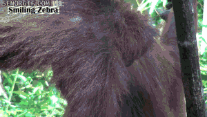 Banaan GIF. Eten en drinken Banaan Gifs 