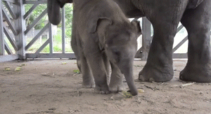 Banaan GIF. Eten en drinken Banaan Gifs Oor 