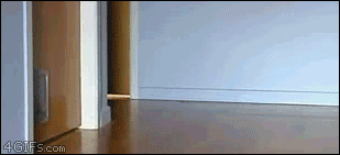 Dieren Eten en drinken Banaan Gifs Hond 