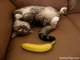 Eten en drinken Banaan Gifs baan 