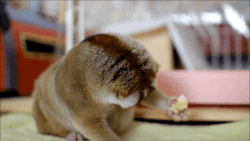 Banaan GIF. Eten en drinken Banaan Gifs Het+delen+van 