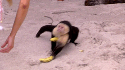 Eten en drinken Banaan Gifs dief 