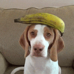 Banaan GIF. Eten en drinken Banaan Gifs Gevecht 