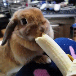 Banaan GIF. Dieren Eten en drinken Banaan Konijn Gifs Hongerig Het+eten Oren 
