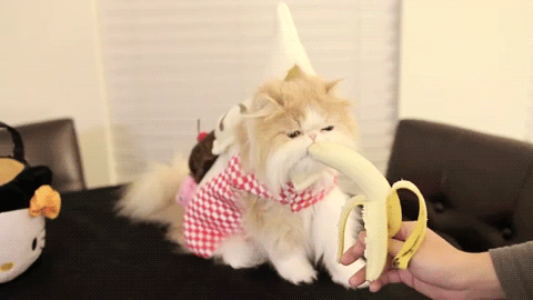 Dieren Honden Eten en drinken Citroenen Banaan Puppy Citroen Voedsel Gifs Hond dier aanbiddelijk brak 