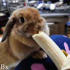 Banaan GIF. Eten en drinken Banaan Gifs 