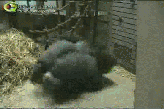 Eten en drinken Banaan Gifs 