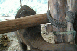 Banaan GIF. Kunst Eten en drinken Banaan Hamer Gifs 