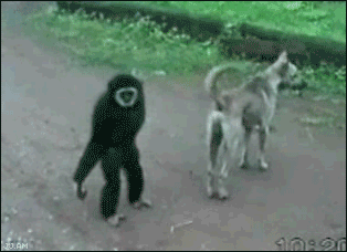 Eten en drinken Banaan Gifs angst 