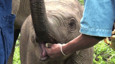 Eten en drinken Banaan Gifs 